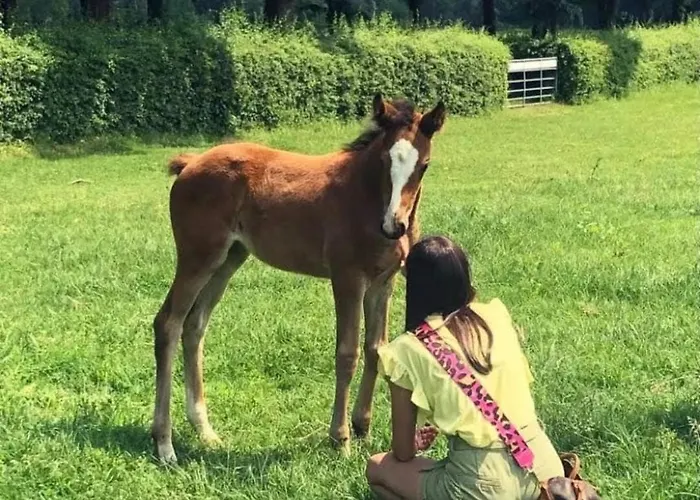 Daire Le Scuderie Del Palio