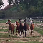 Le Scuderie Del Palio Siena