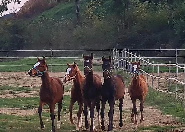 Le Scuderie Del Palio سيينا